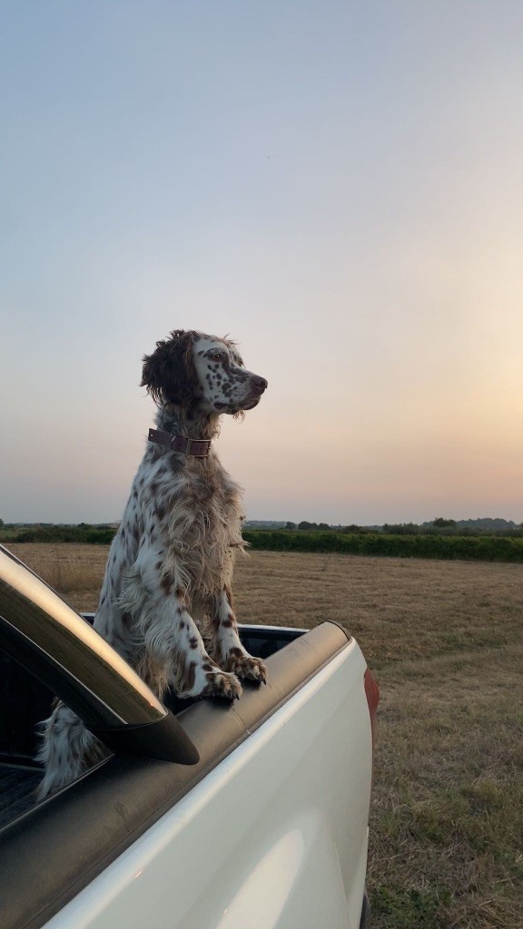 Du Clos De L'Esquielle - Cavage