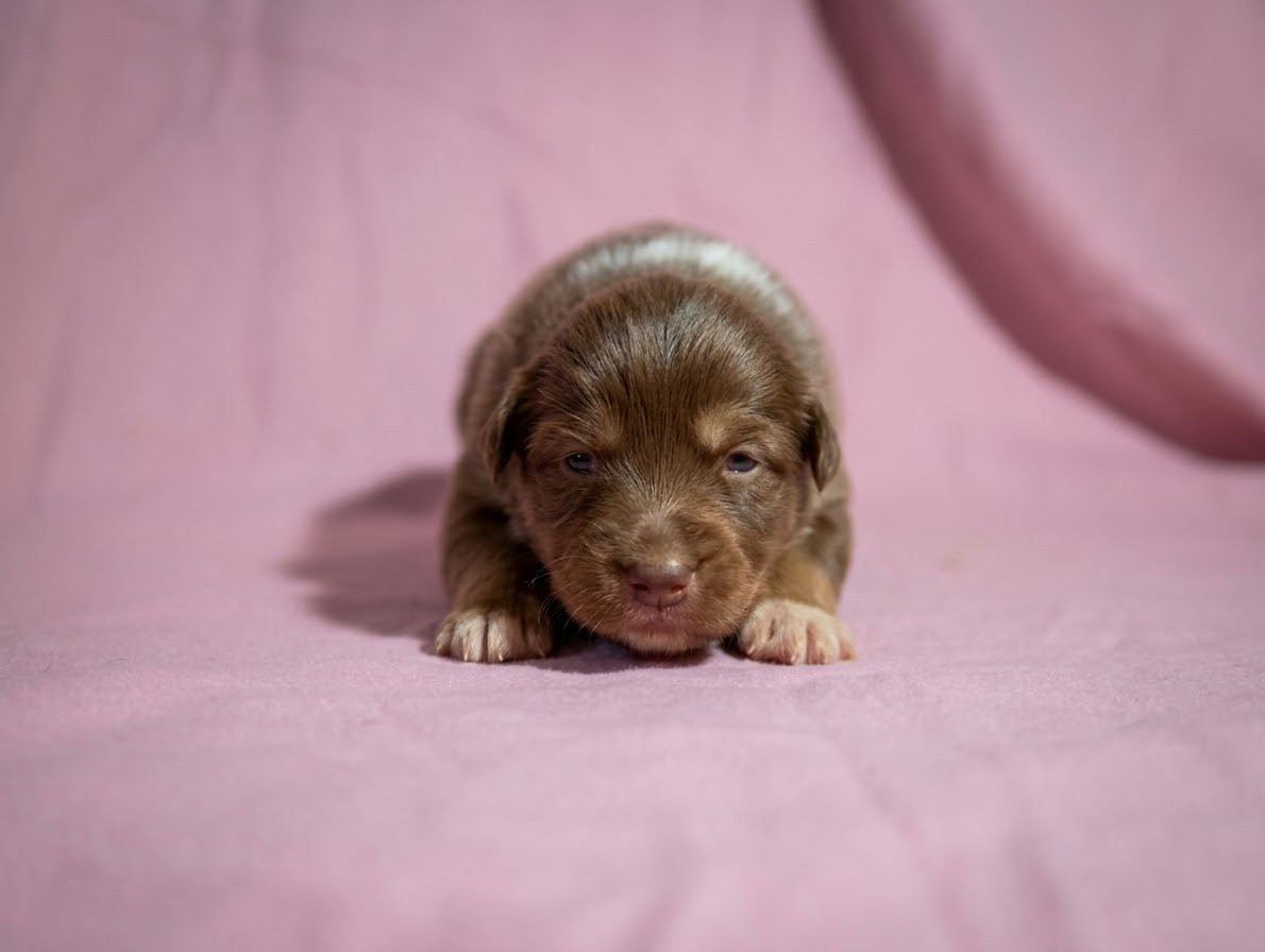 Du Clos De L'Esquielle - Chiots disponibles - Berger Australien