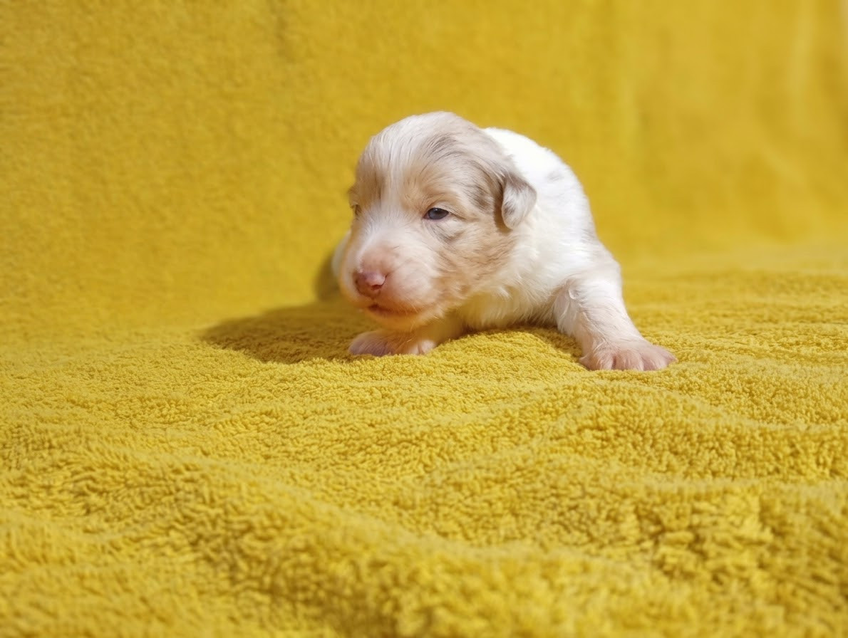 Du Clos De L'Esquielle - Chiots disponibles - Berger Australien