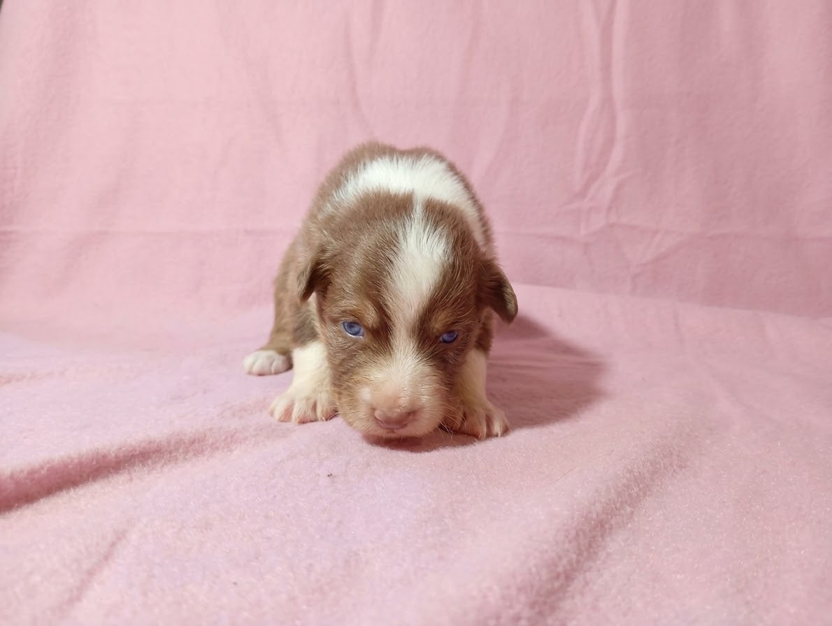 Du Clos De L'Esquielle - Chiots disponibles - Berger Australien