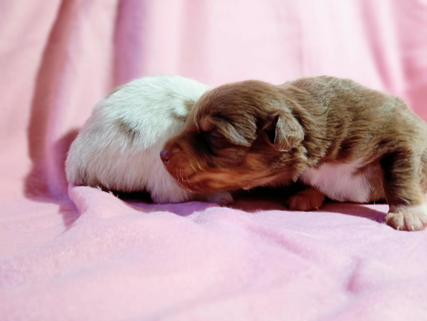 Du Clos De L'Esquielle - Chiots disponibles - Berger Australien